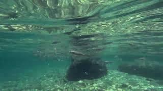 Fish feeding - Igrane, Croatia - GoPro 11