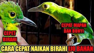 CARA MENAIKAN BIRAHI CUCAK IJO BAHAN OMBYOKAN VERSI WWDGK, ALLHAMDULILLAH AMPUH PADA BURUNG SAYA