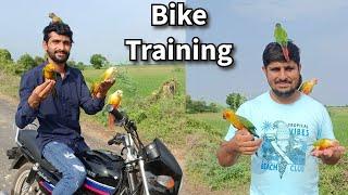 Free Flight Exotic Birds Training on Bike | Sun Conure, Cockatiel, Pineapple Conure