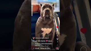 Принятие и спокойствие #serenity #dog #bully #om #relaxing  #tranquility #harmony #calmnes #peace