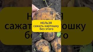 Нельзя сажать картошку без этого! #дача  #огород  #сад  #подкормка #картофель  #фитофтора