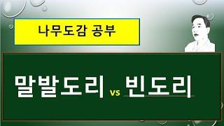 말발도리 vs 빈도리 :  공통점과 서로 다른 점?