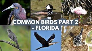 Common Birds Part 2- Florida | Identifying Backyard Birds in Florida, USA | Common Birds in Florida