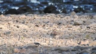 Flussregenpfeifer bei der Paarung .