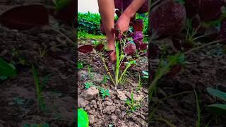 Quick & Easy Weeding Hack for Healthier  🪴 #AgricultureTool #farming #satisfying #16