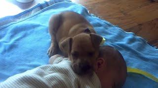 Puppy falls asleep on Baby |  Dogs Who Lost The Fight Against Sleep