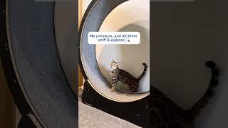 Cat won't use the wheel? Watch this! #training #catwheel