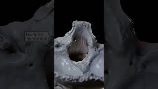 Atlas Ligaments & Tectorial Membrane: Key Spinal Support #Spine #Ligaments #Atlas
