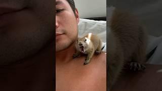 Prairie Dog Loves Working From Home With Dad