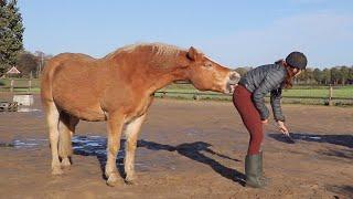 CHEEKY HORSE BITES TRAINER IN PANTS