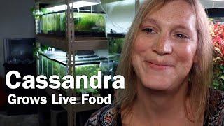Live Fish Food for Beginners and Experts