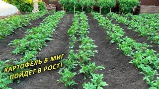 Картофеля будет много! 4 важных правила окучивания. Уход и Подкормки для обильного урожая!