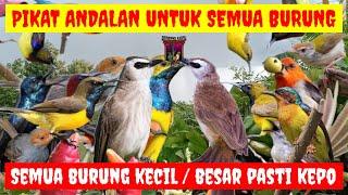 AMPUH ANTI GAGAL‼️SUARA PIKAT BURUNG YANG SUSAH TURUN AMPUH UNTUK PIKAT SEMUA BURUNG KECIL DAN BESAR