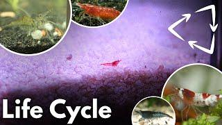 Shrimp Life Cycle - All About the Pattern of Life in Aquarium Shrimp!