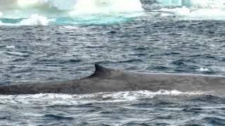 Blue whale calls in the Antarctic     01:13