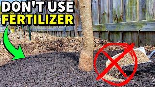 NO FERTILIZER? No Problem! How To Fertilize Fruit Trees WITHOUT It!