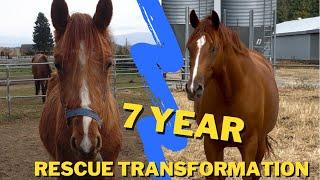 THE HORSE OF A LIFETIME | 7 years with my Rescue Horse