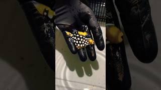 Clown Triggerfish!! #shorts #fish #aquarium #clownfish #triggerfish #unboxing