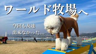 ドッグランがある牧場に行ってみた！今回も友達ができなかった大型犬