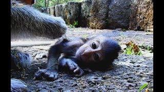 Very sad! Pity poor thin baby Sweetie monkey, Bad mom Dolly don't give milk, Baby so hungry