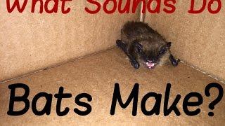 What Sound Does A Bat Make?
