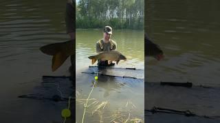 Поймали очень много Карпов ! #carptoday #carpfishing #fishing #carpshop #carptodaybaits #рыбалка