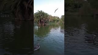 Ducks in Parc de la Ciutadella, Barcelona