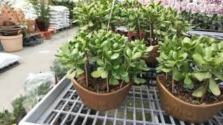 Crassula ovata 多肉植物 翡翠木(發財樹)