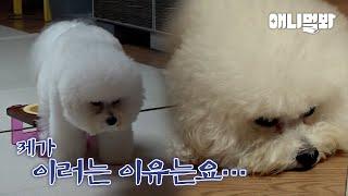 밥그릇만 보이면 똥 싸놓는 강아지의 숨겨진 진실…ㅣHidden Truth About Pooping Dog