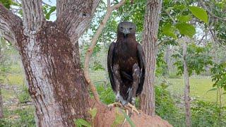 Eagles looking for nesting sites #eaggle video#bird#baby eaggle