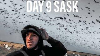 2,000 SNOW GEESE IN OUR FACE! BIG RAINOUT