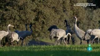 Grandes Documentales-El despertar de la Naturaleza  Primavera en Europa 2