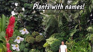 MGA HALAMAN SA MANILA HOTEL! | Manila Hotel Garden Tour | Houseplants Tour | Indoor Plant Tour