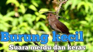 5 jenis burung kecil bersuara merdu dan keras no 2 paruhnya sampai sobek