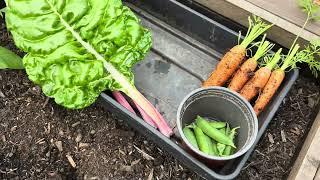 Layfamilylife: From plot to plate