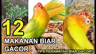 12 Makanan BURUNG LOVEBIRD Biar Gacor dan Tips Perawatan TERBARU 2022