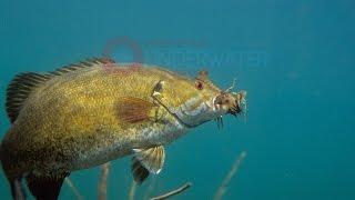 Smallmouth Bass Feeding on Crayfish-Engbretson Underwater Photography