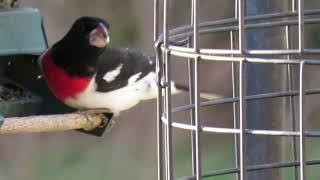 Rose-breasted Grosbeak