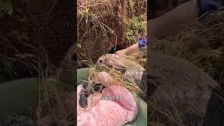 上山挖兔子洞，抓到6只小兔崽 上山挖兔子洞，抓到6只小兔崽兔子动物三农 散养兔子 农村创业养殖