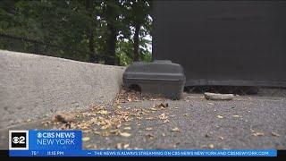 Mamaroneck declares emergency due to rise in rat sightings