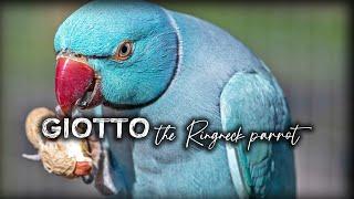 COME ADDESTRARE un pappagallo al VOLO LIBERO | PARROT training part 1