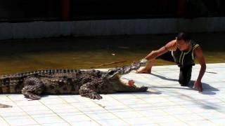 Crocodile man puts head in mouth