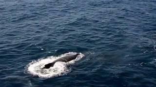 Spirit of Gold Coast - Close Encounter with Humpback Whales