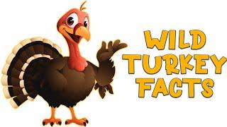 Wild Turkey Facts | Thanksgiving Videos For Kids! | Martin and Rose Music