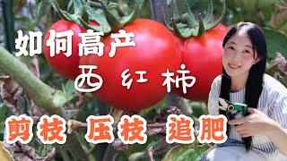 【种植21】 西红柿种植，这样剪枝、压枝、追肥，才会高产 | grow tomatoes, how to pruning, layer and top application