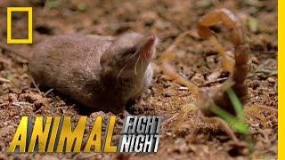 Psycho Shrew vs. Scorpion | Animal Fight Night