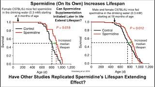 Spermidine Impacts Health and Longevity