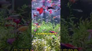 新手養魚開缸三步曲，你的做法對嗎，魚缸死魚是不是開缸不對 ！？為什麼新魚活不過七天 ？？？#養魚技巧 #養魚知識 #新手養魚 #養魚第1步 #養魚從0開始 #水族  #熱門視頻 #fish
