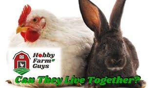 Can Chickens & Rabbits Share The Same Living Space?