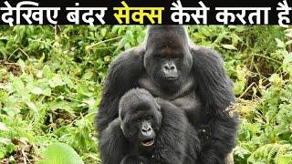 देखिए बंदरों की प्रजाति संबंध कैसे बनाते हैं | These Primates Communicate With Their Butts